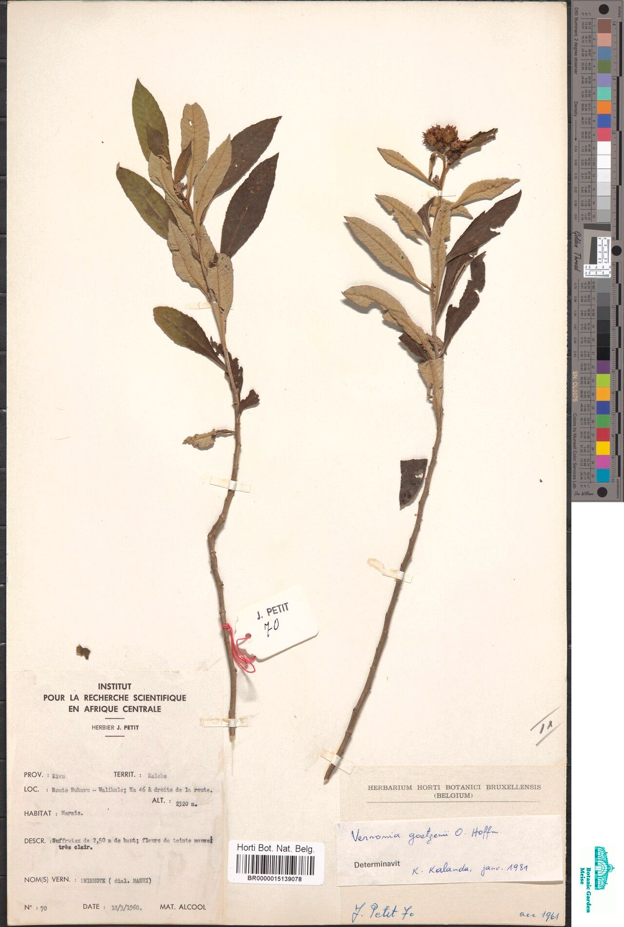 Vernonia goetzenii — houseplant care guide