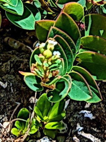 Euphorbia sparrmanni — houseplant care guide