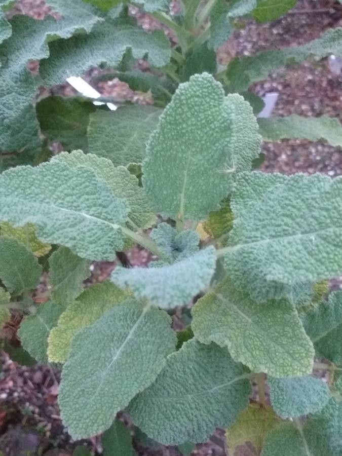 Salvia tingitana — search result for 'Saudi Arabia'