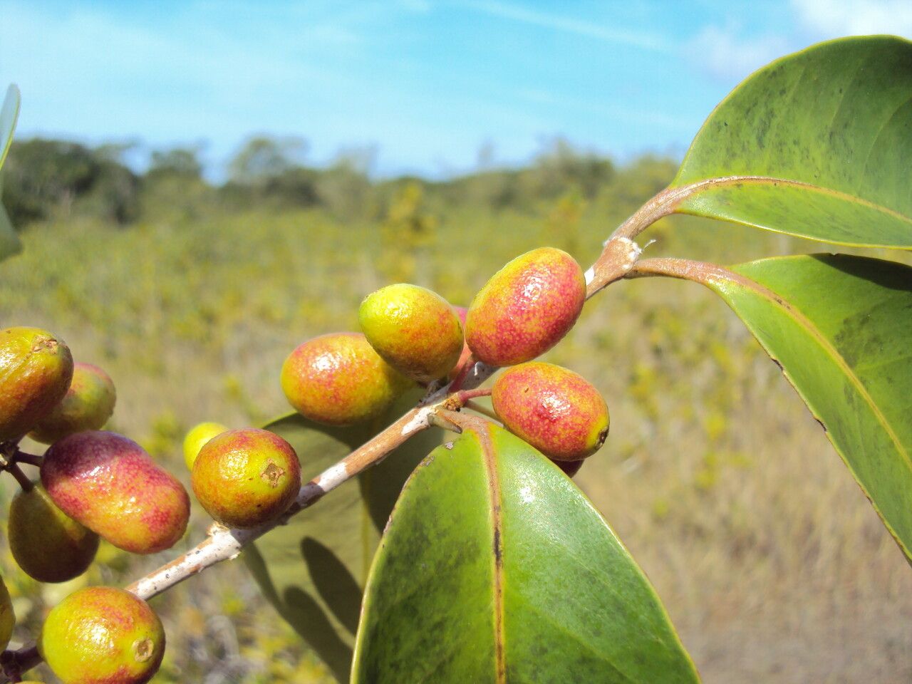 Eugenia astringens other