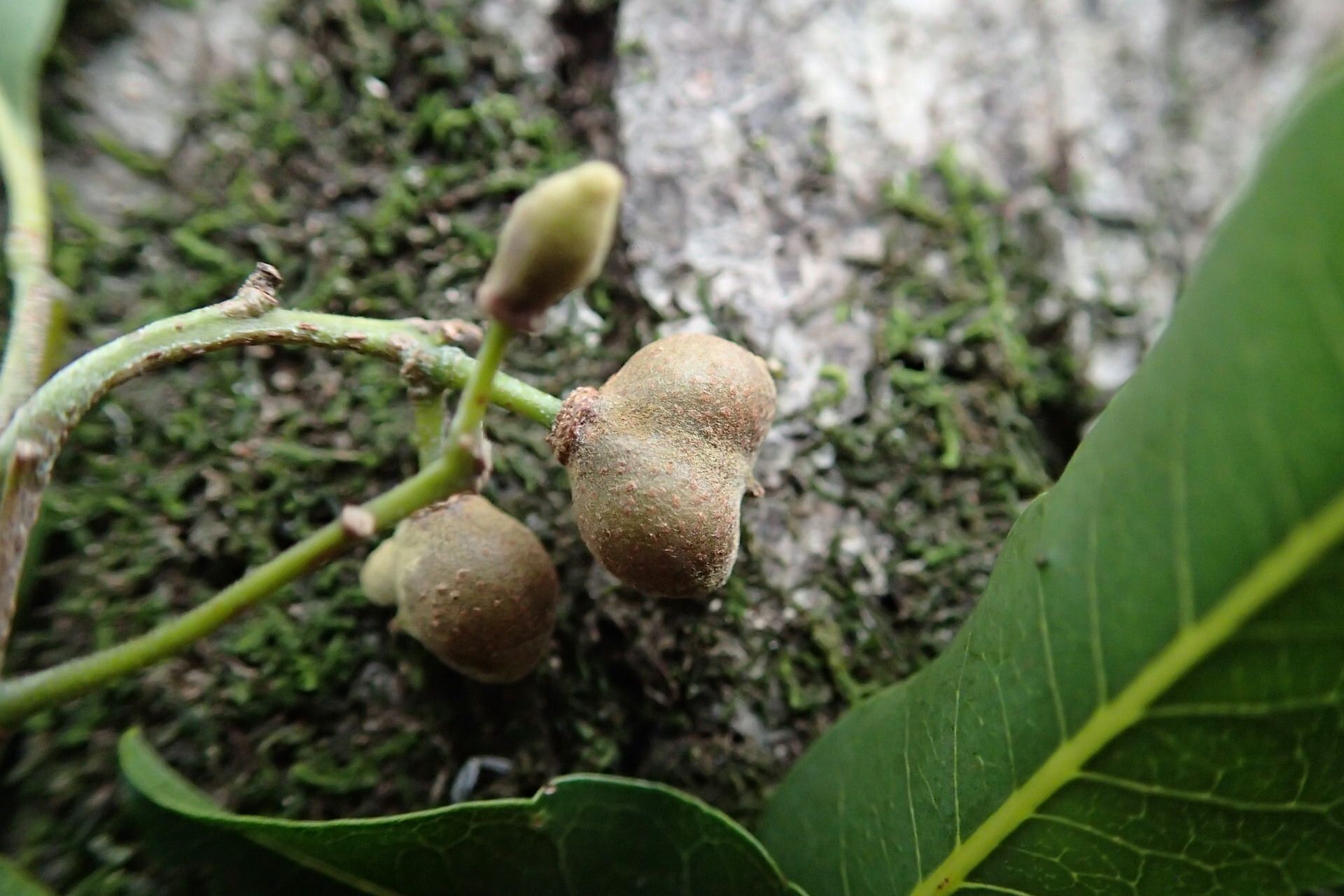 Alectryon carinatus fruit