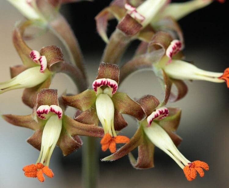 Pelargonium leipoldtii — houseplant care guide