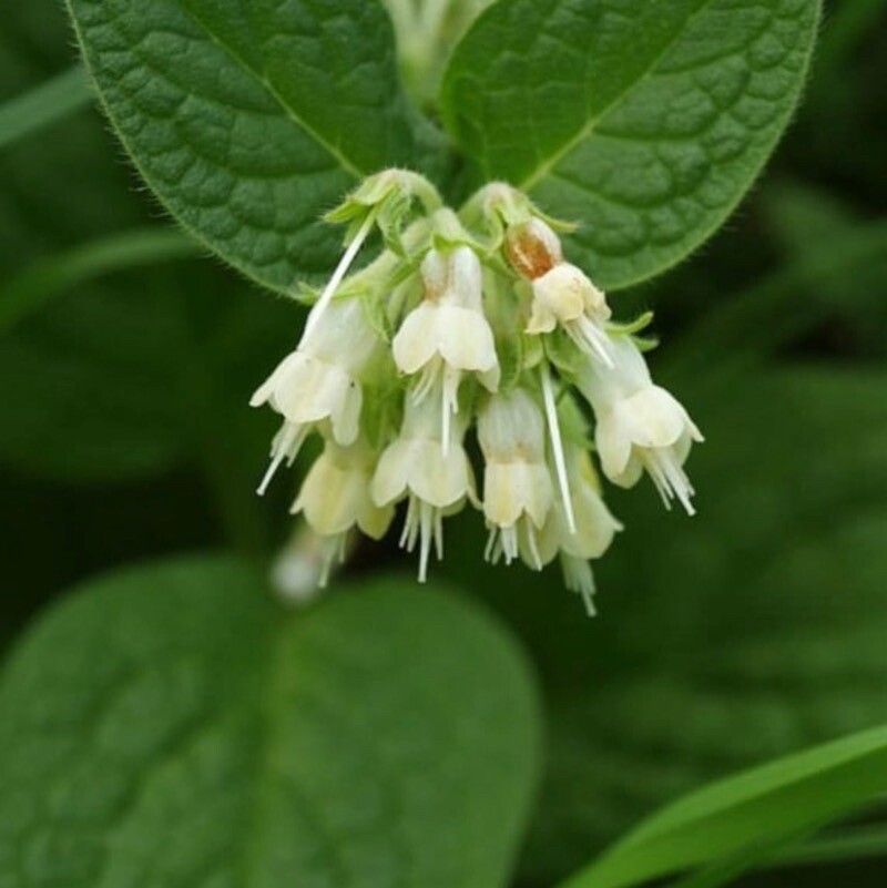 Symphytum bulbosum flower