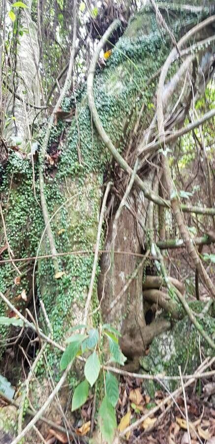 Pyrrosia piloselloides habit