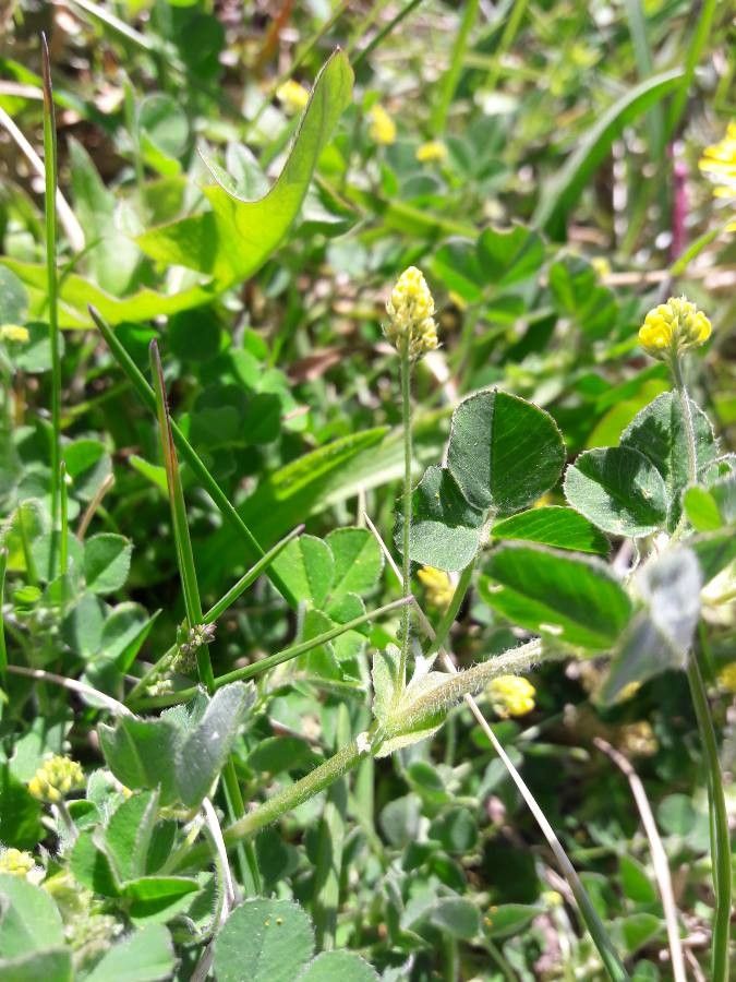 Trifolium micranthum leaf