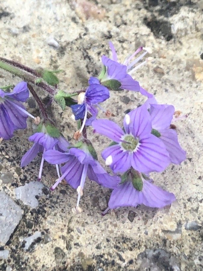 Veronica aphylla flower