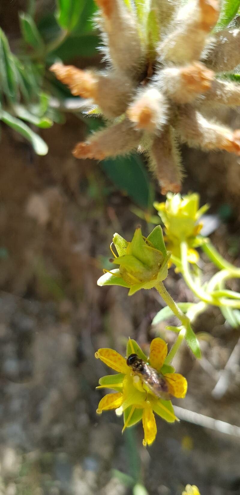 Saxifraga aizoides fruit