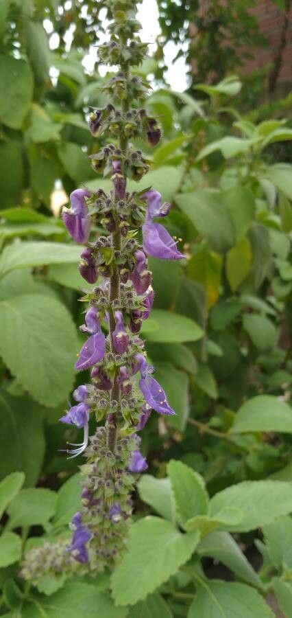 Plectranthus barbatus flower