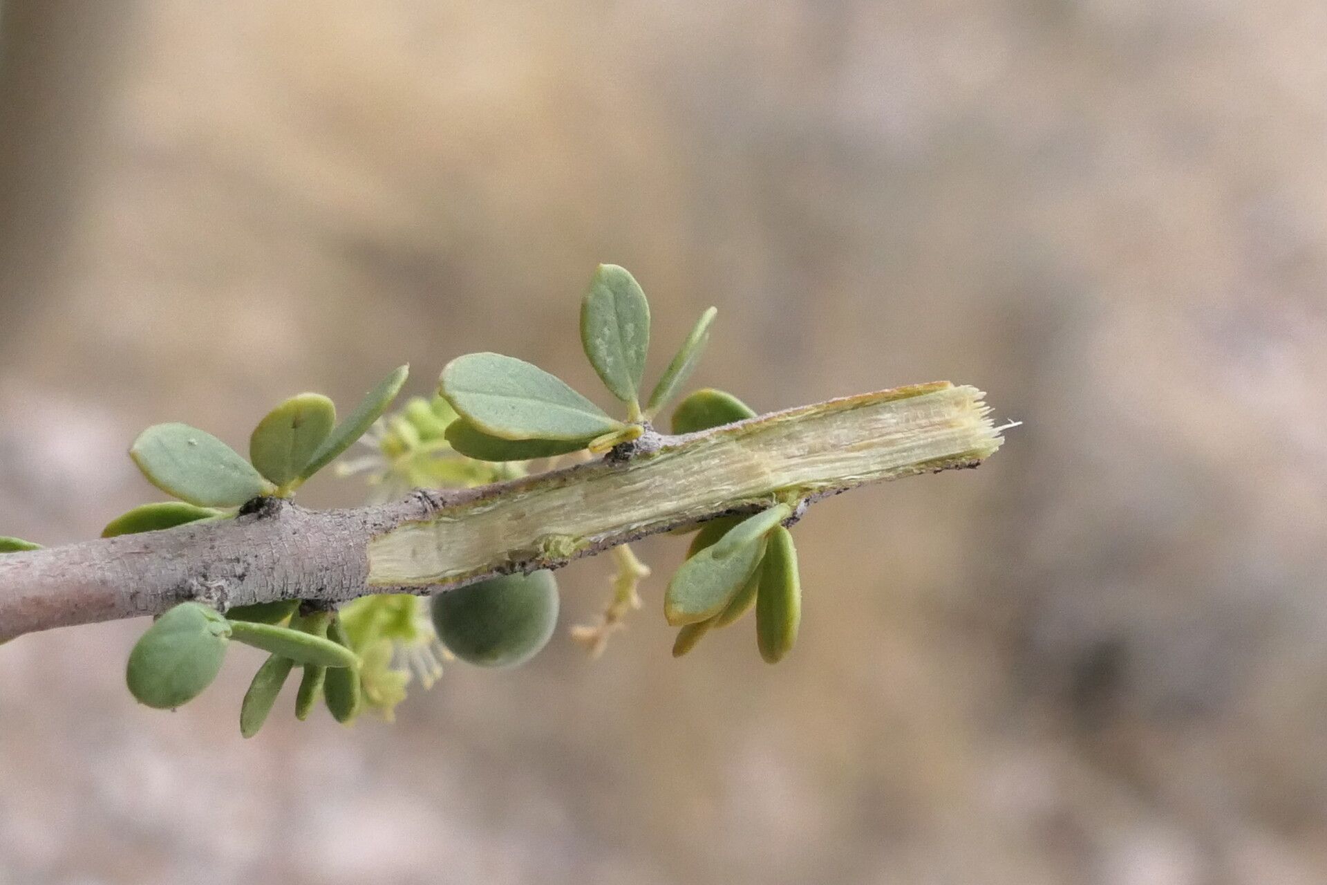 Boscia foetida — related species from the same genus