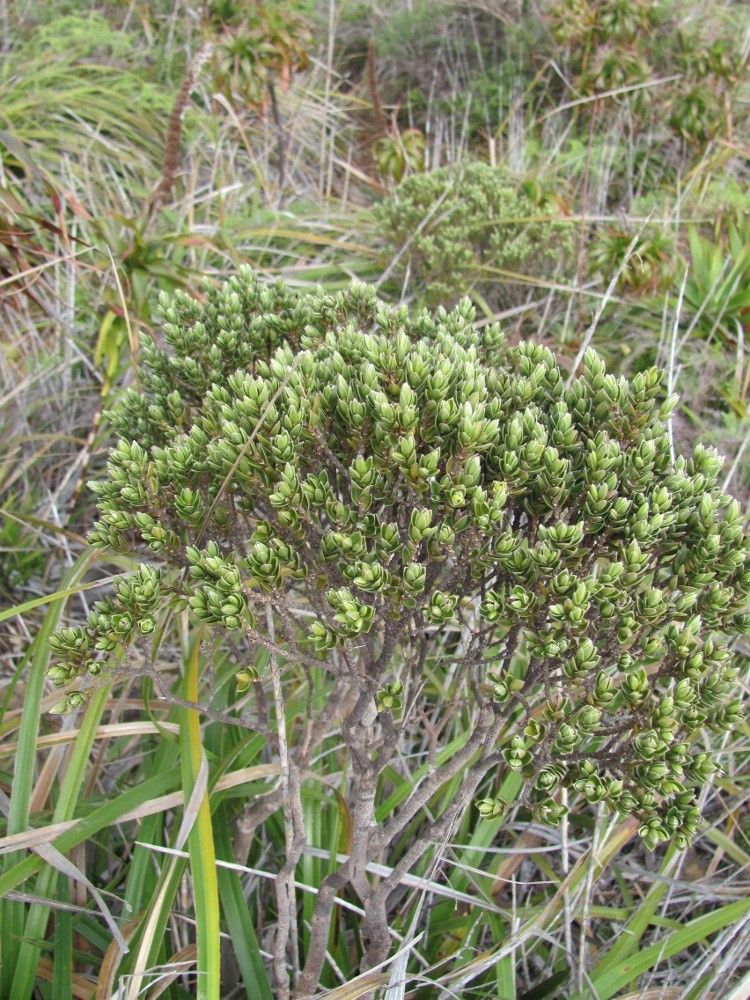 Geniostoma imbricatum habit