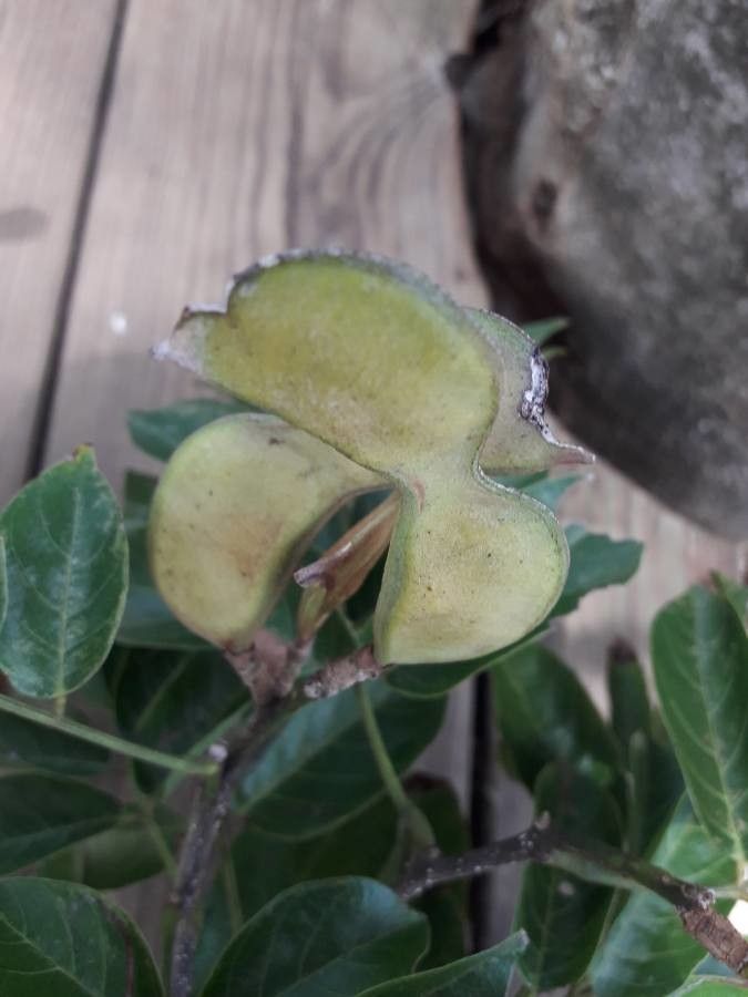 Philenoptera violacea fruit