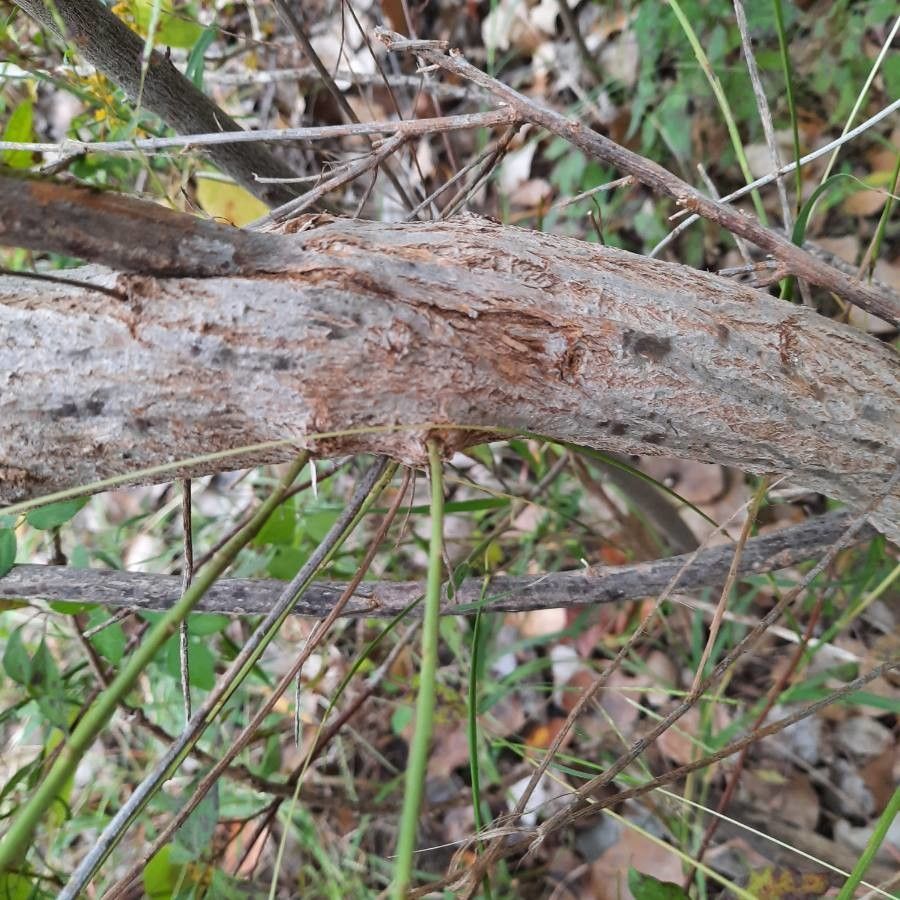 Baccharis neglecta bark