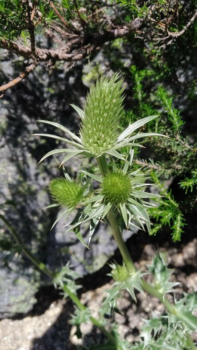 Eryngium duriaei flower