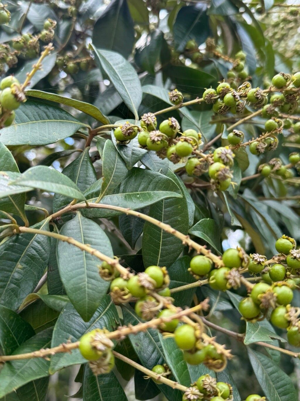 Byrsonima sericea habit