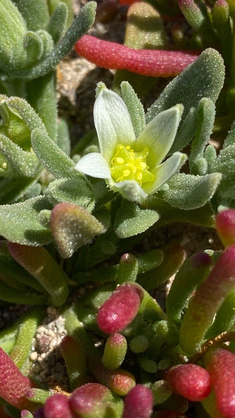Aizoanthemopsis hispanica flower
