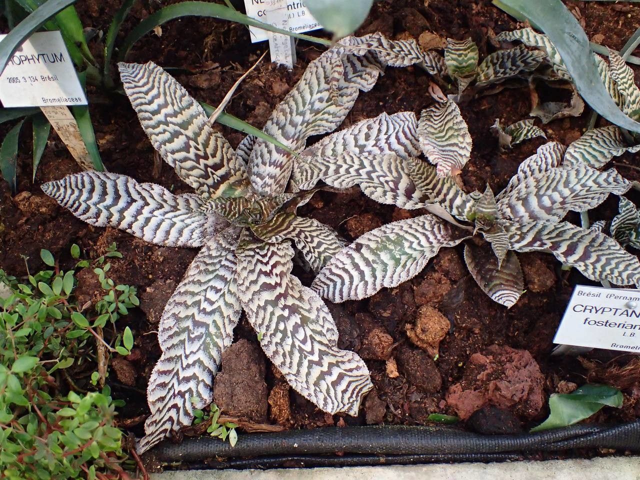 Cryptanthus fosterianus habit