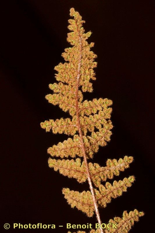 Allosorus persicus — related species from the same genus