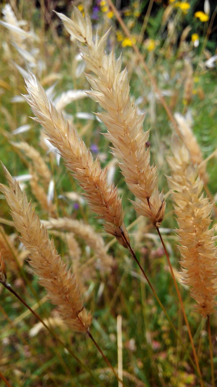 Anthoxanthum odoratum fruit