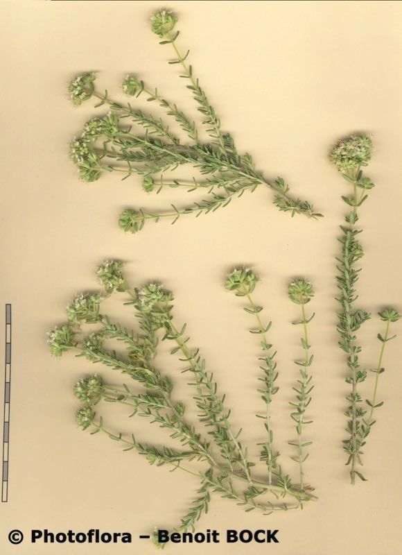 Teucrium lusitanicum other