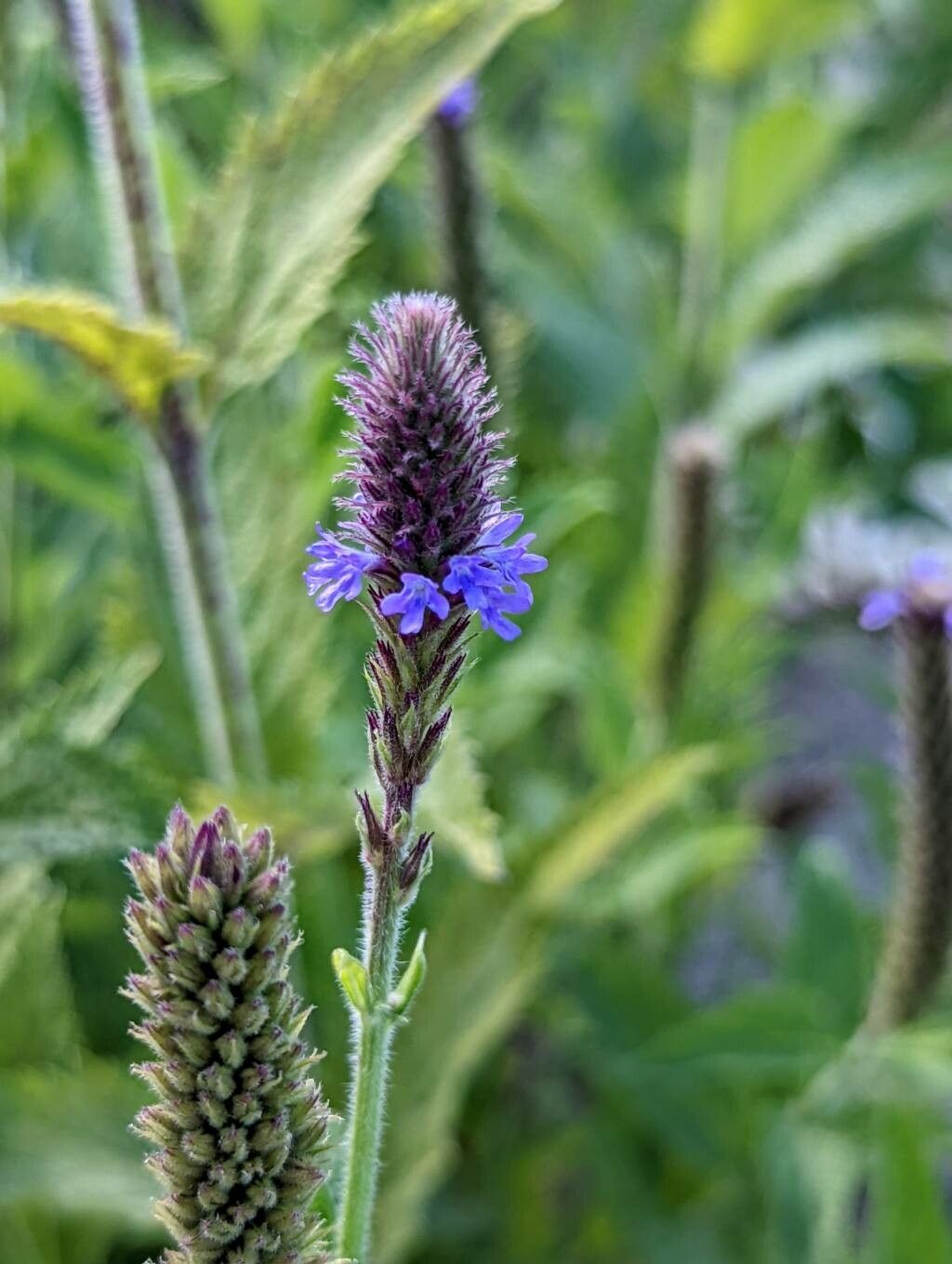Verbena macdougalii flower