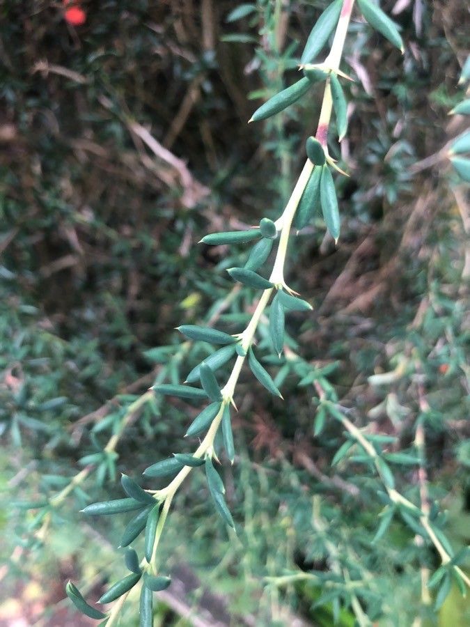 Berberis soulieana — search result for 'Berberis'