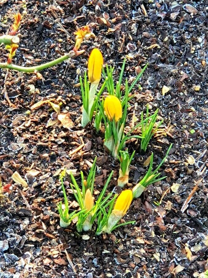 Crocus chrysanthus leaf