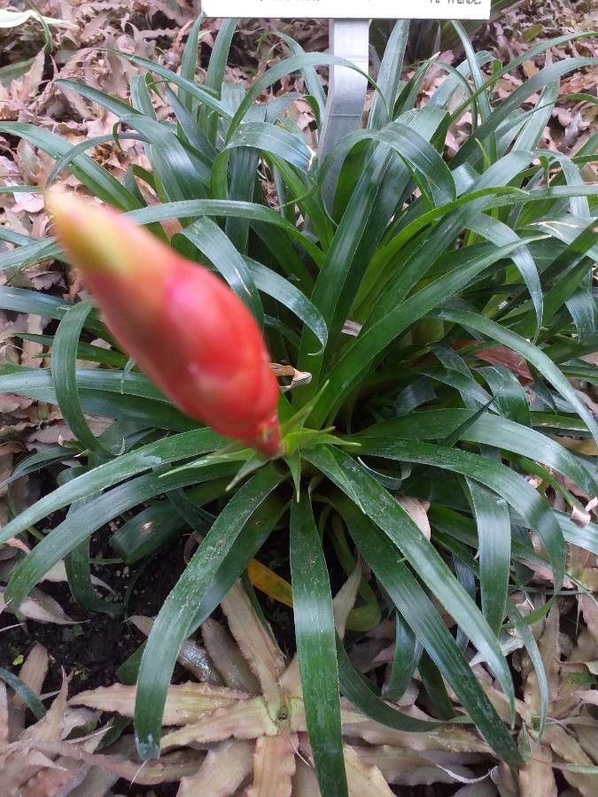 Billbergia viridiflora — search result for 'Belize'