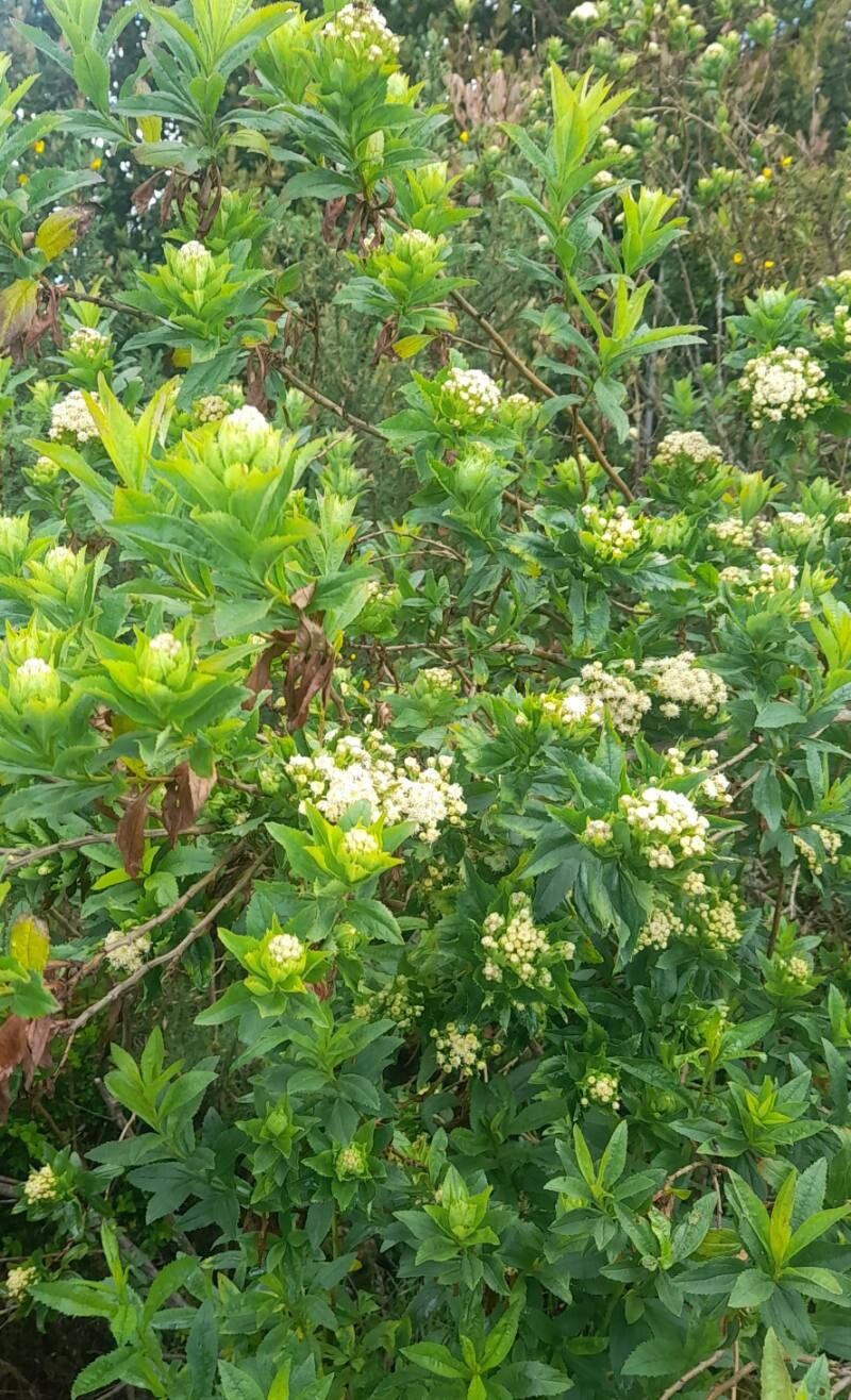 Baccharis sphaerocephala habit