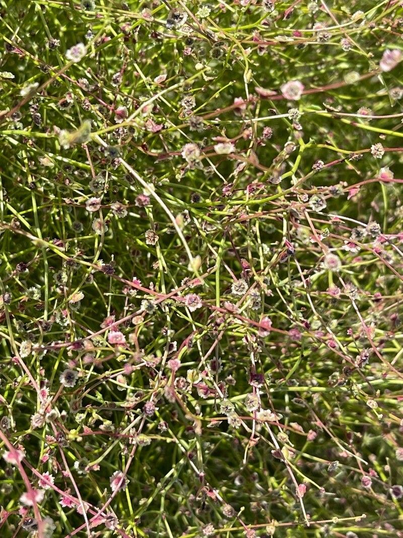 Dysphania atriplicifolia fruit