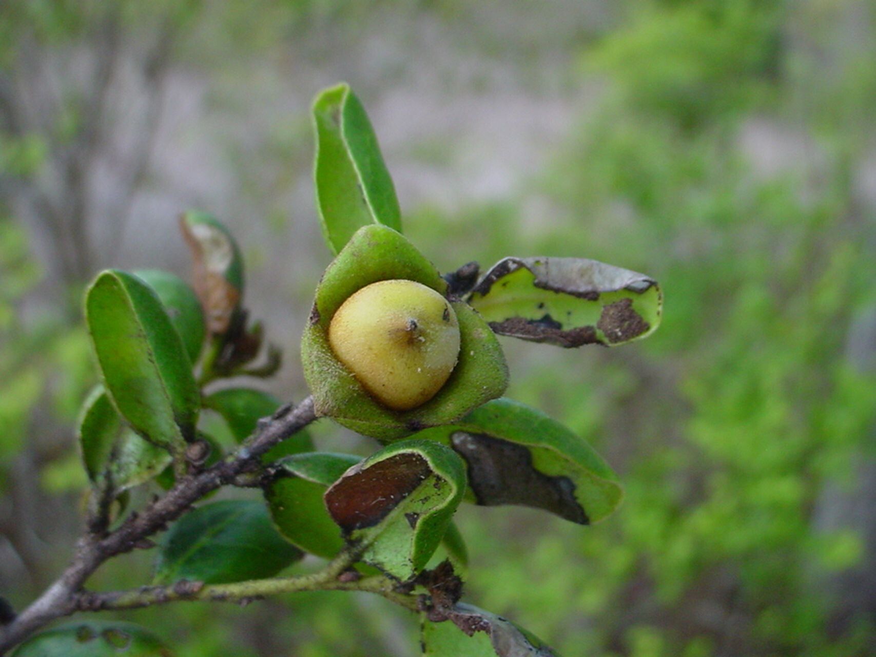 Diospyros pustulata fruit