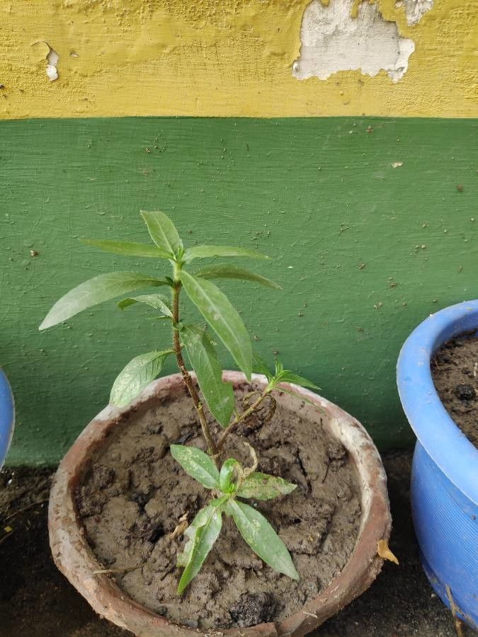 Hygrophila auriculata bark