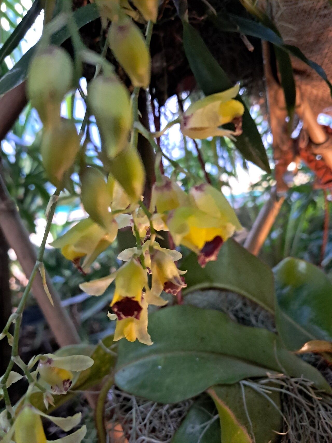 Gomesa echinata flower