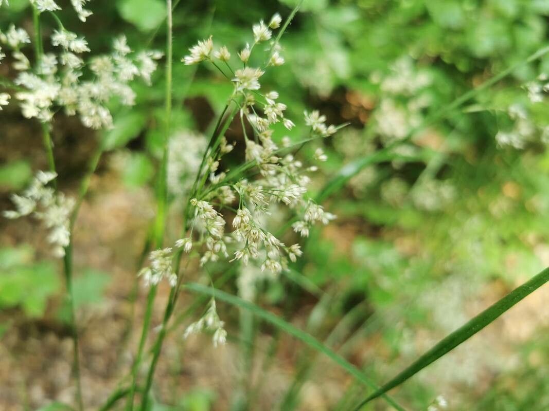 Luzula luzuloides flower