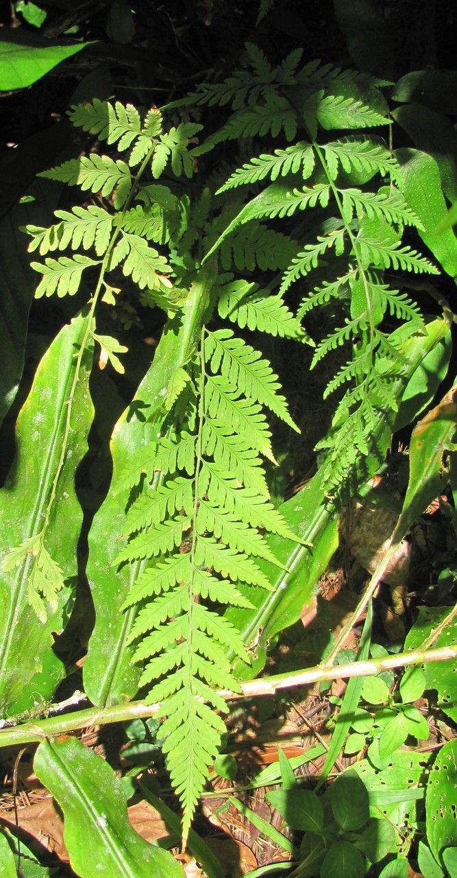 Dryopteris patula leaf