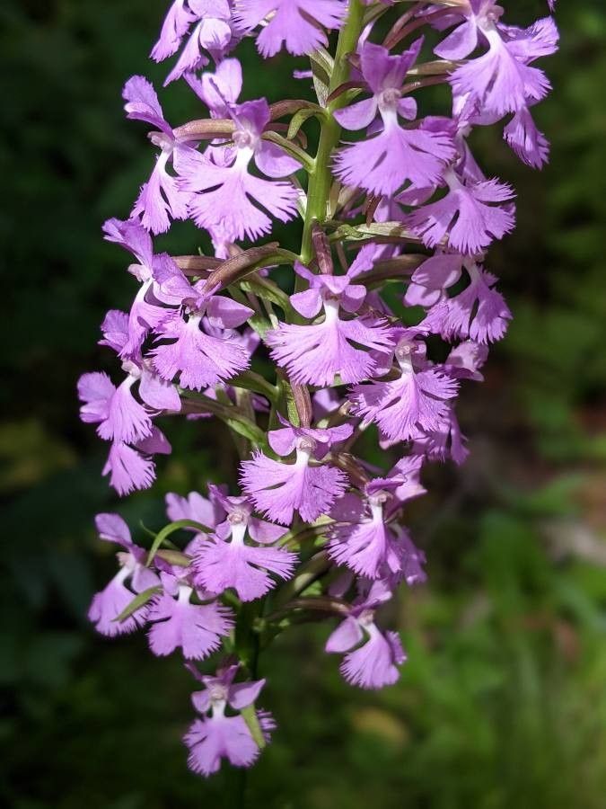 Platanthera grandiflora flower