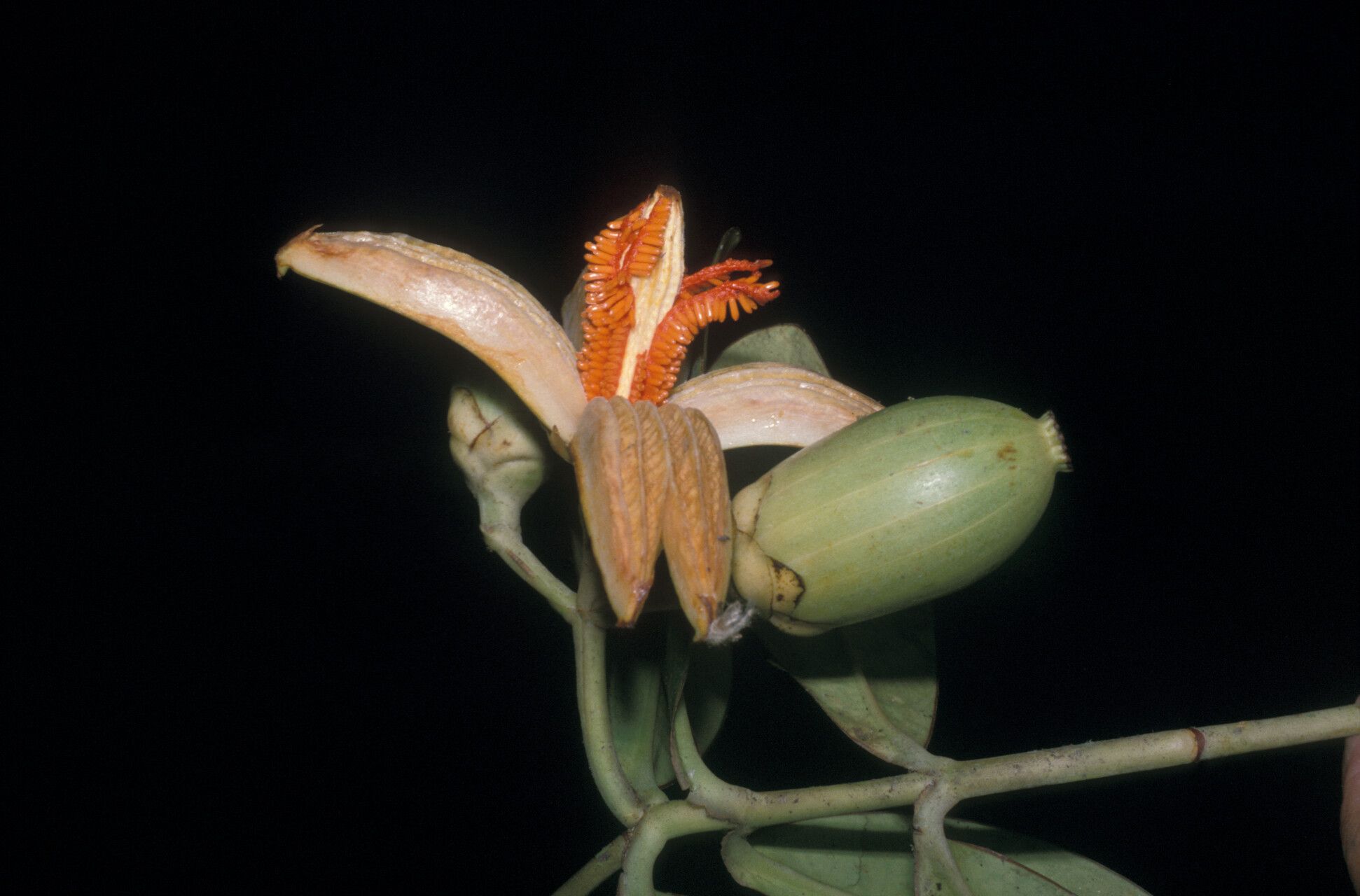 Clusia cuneata flower