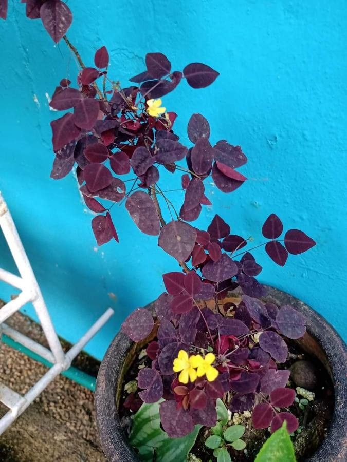 Euphorbia cotinifolia flower