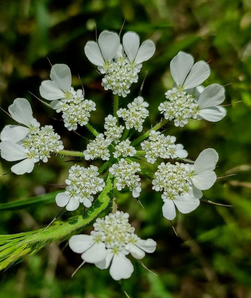 Orlaya platycarpos flower