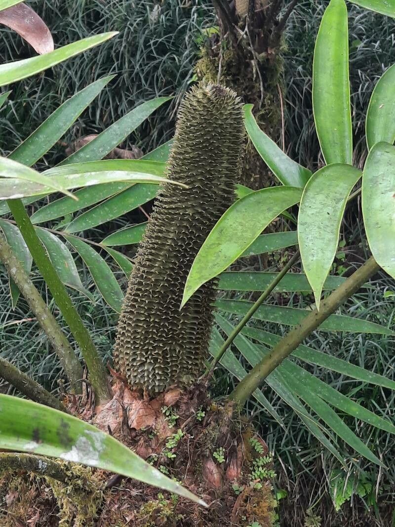 Zamia pseudoparasitica flower