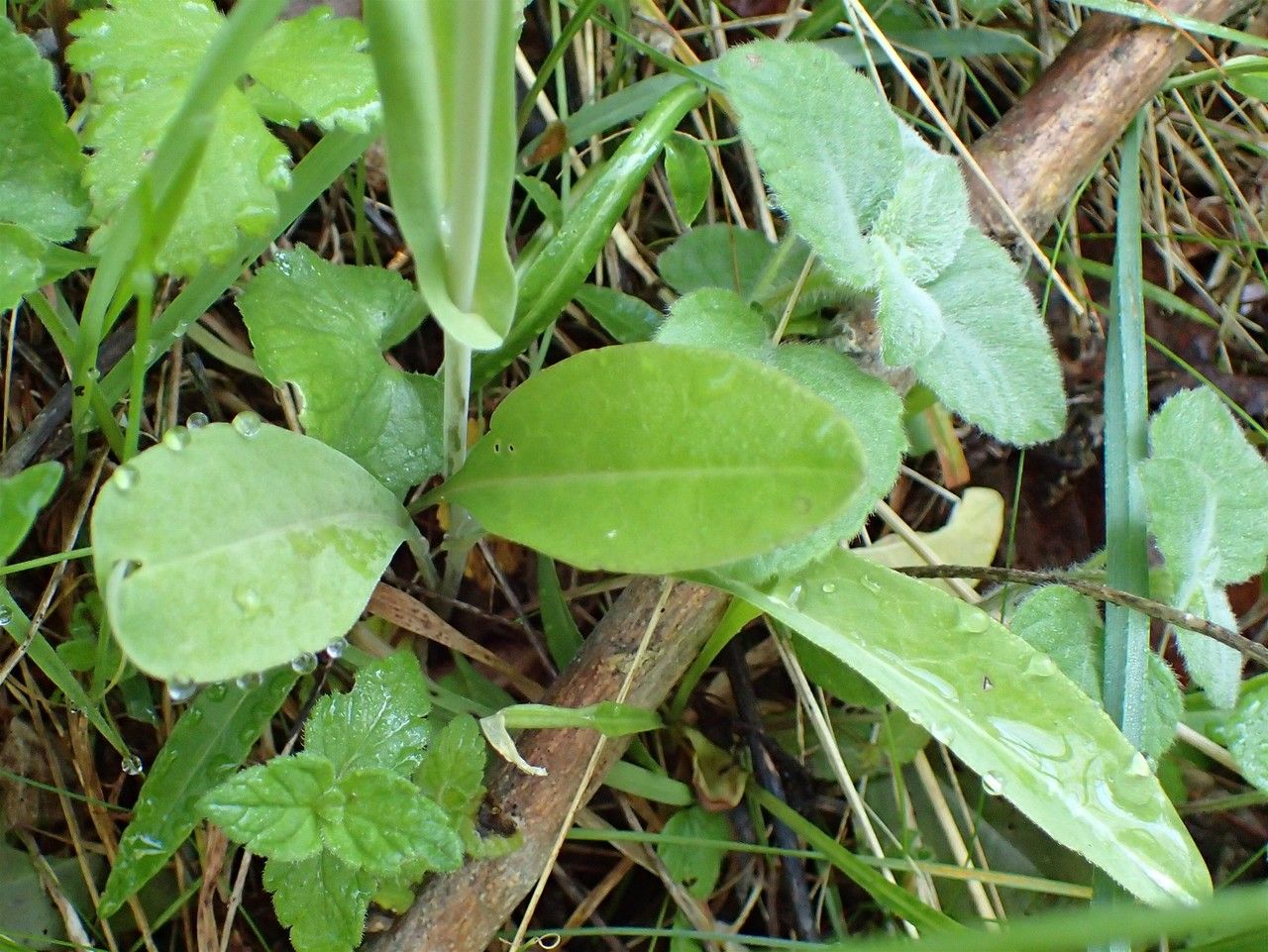 Turritis brassica habit