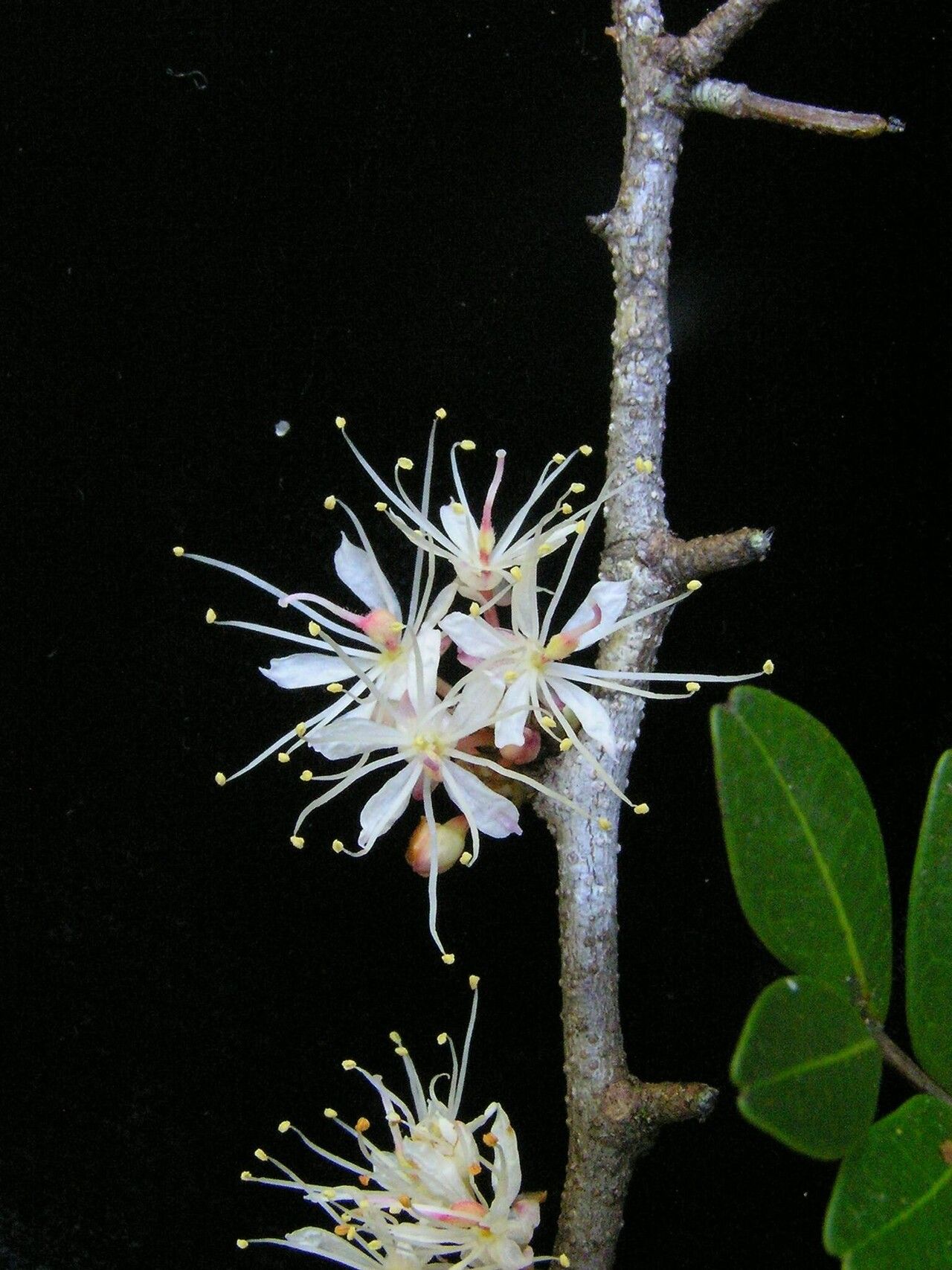 Cynometra commersoniana — houseplant care guide