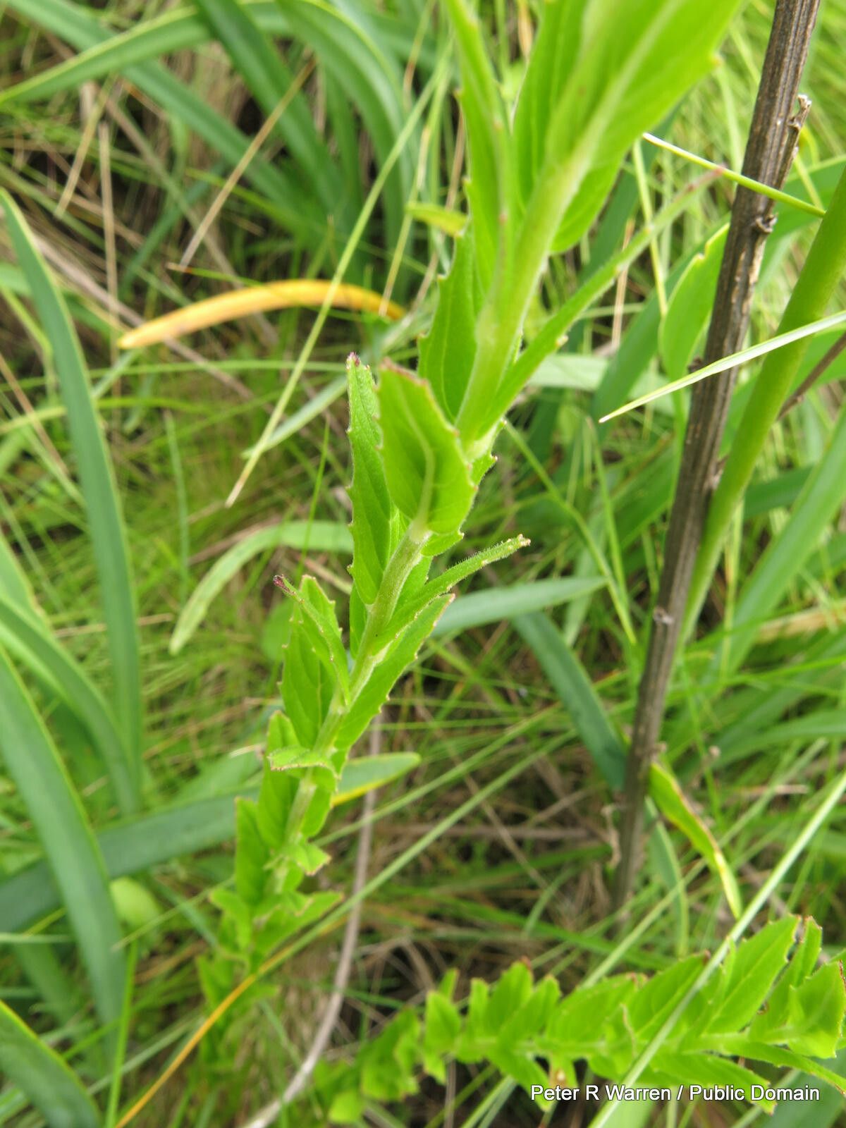 Epilobium capense — search result for 'Epilobium'