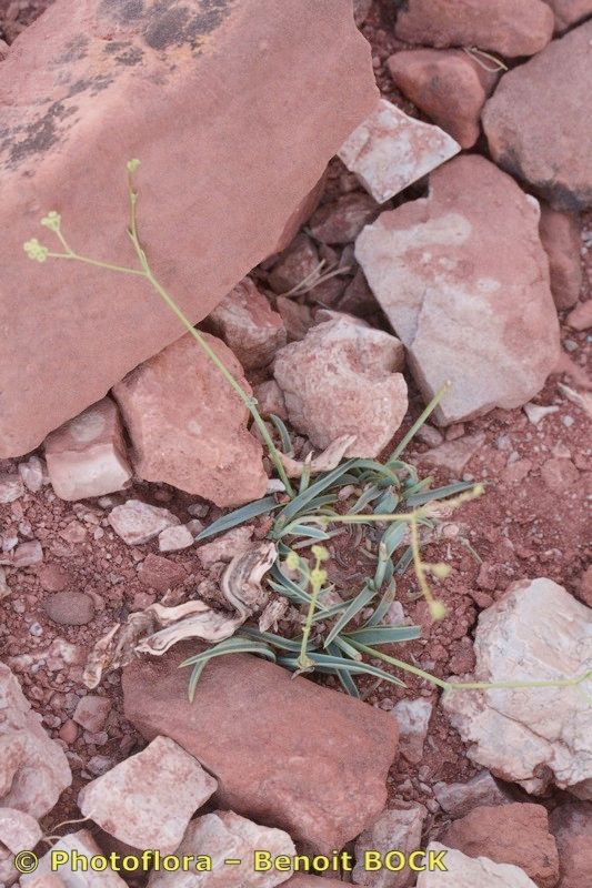 Bupleurum atlanticum other