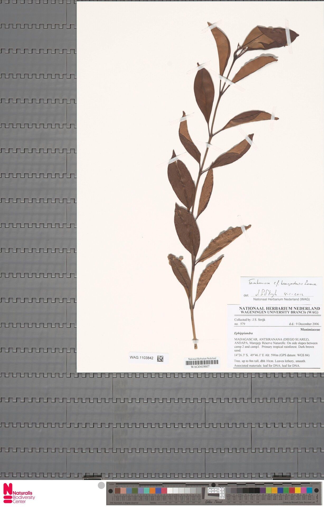 Tambourissa beanjadensis — related species from the same genus