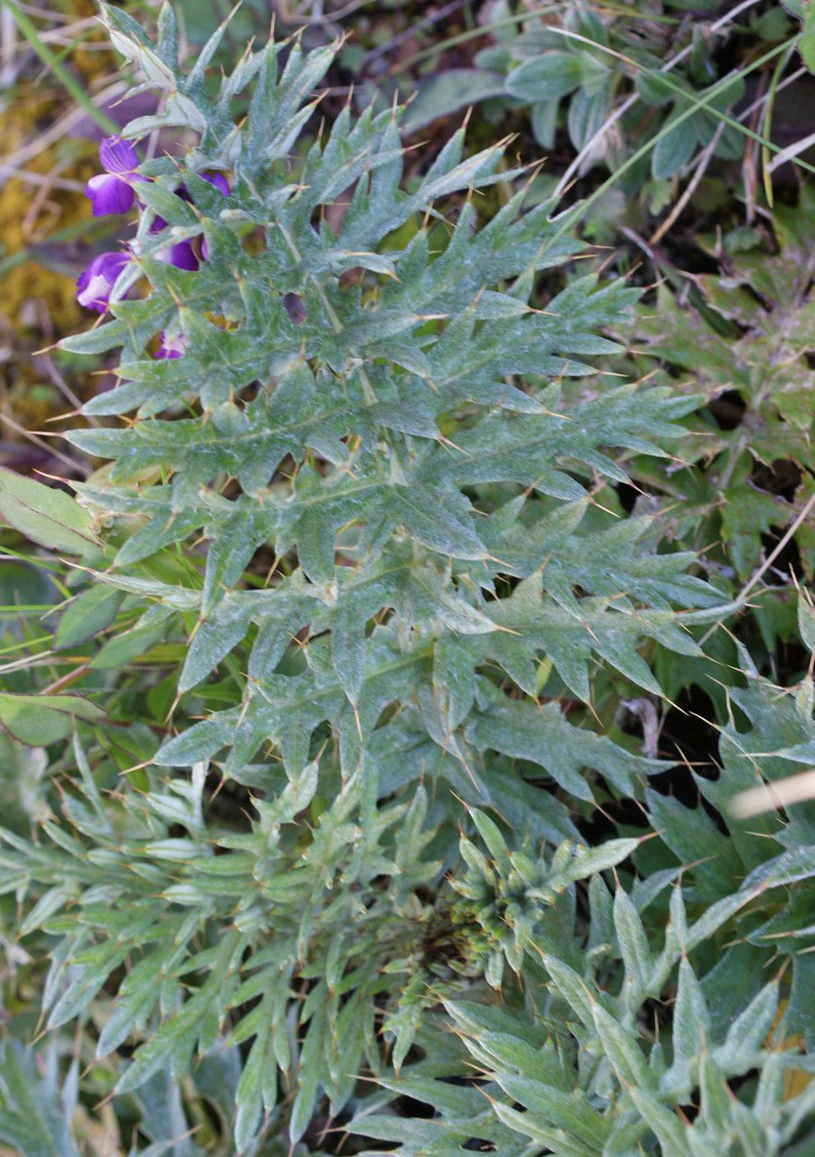 Cynara algarbiensis leaf