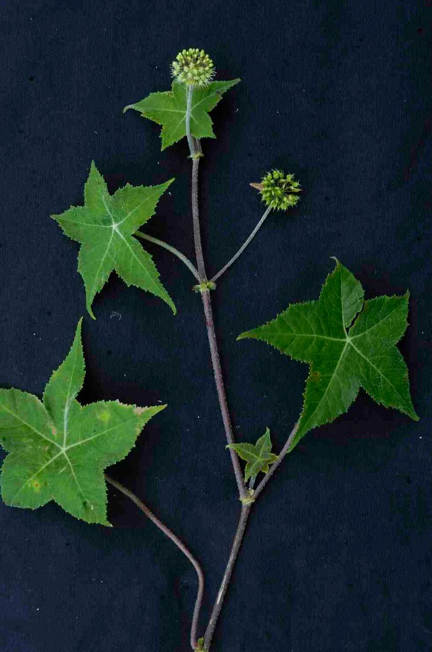Hydrocotyle quinqueloba fruit