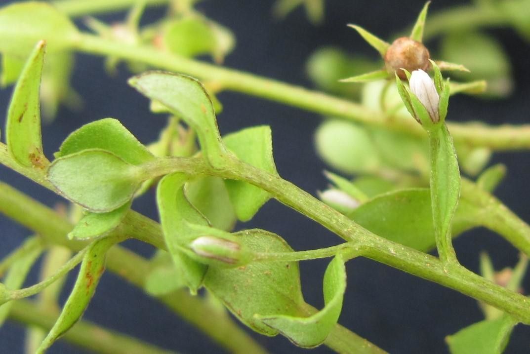 Lysimachia ovalis fruit