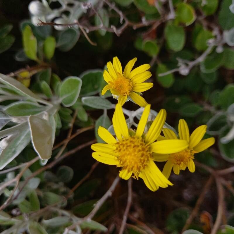 Brachyglottis greyi flower