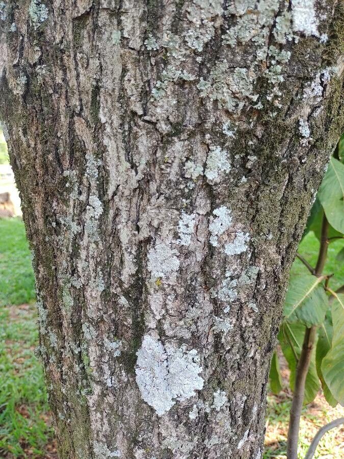 Lafoensia glyptocarpa bark