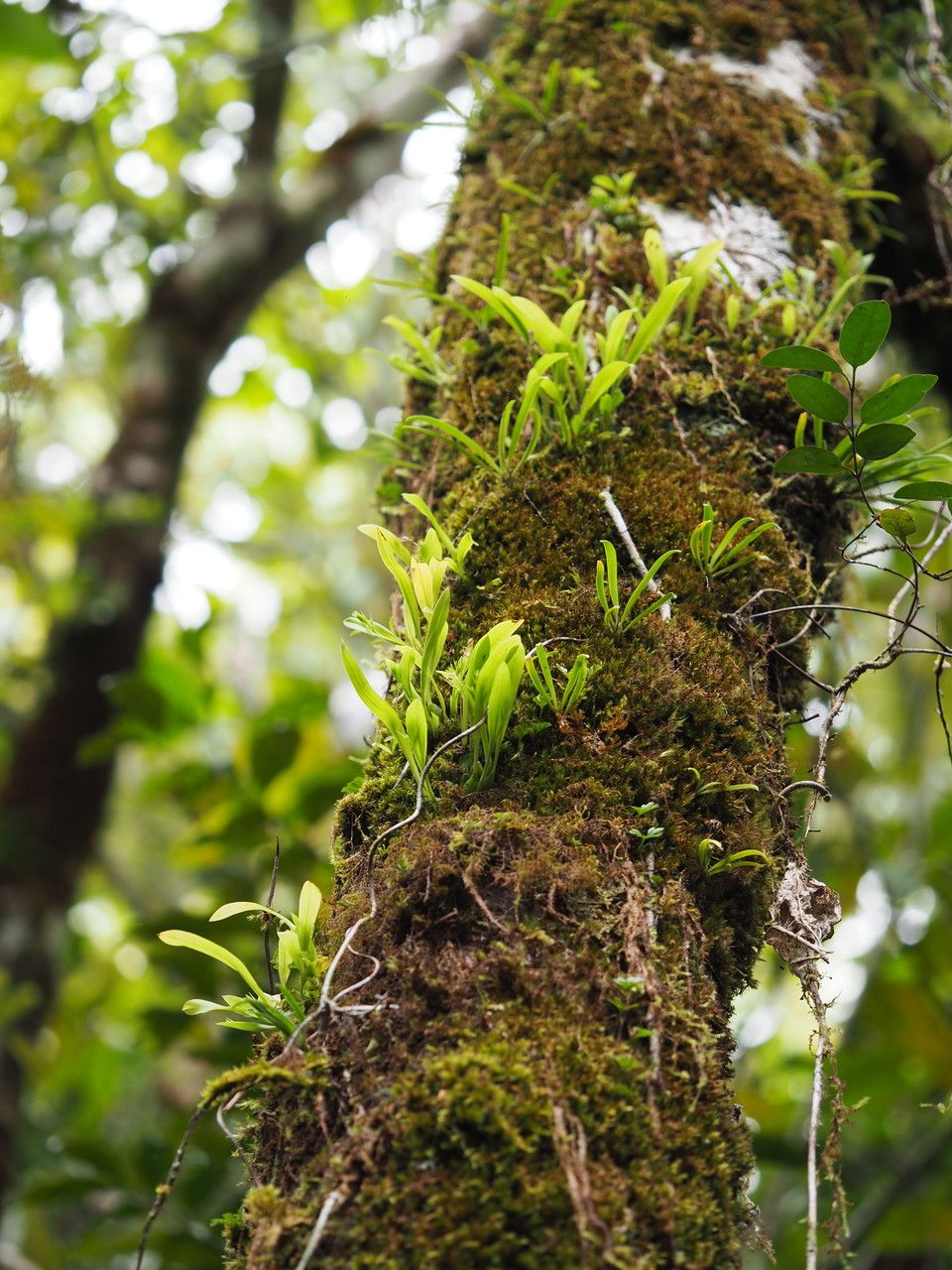 Liparis cespitosa habit